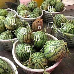 娱乐吃瓜最新瓜,神秘事件引发热议,真相即将揭晓!